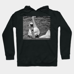 Mute swan portrait Hoodie